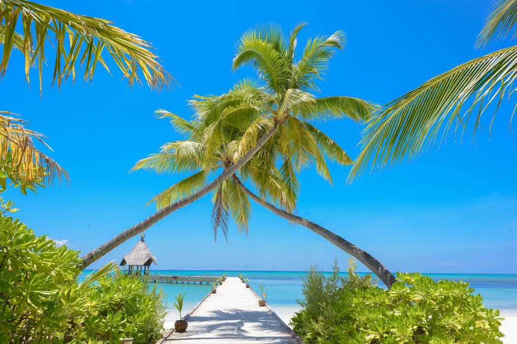 Vanuatu CIIP vs DSP: Making the Right Choice
